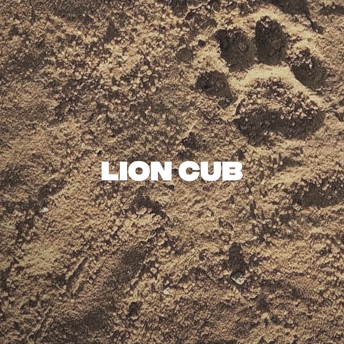 lion cub